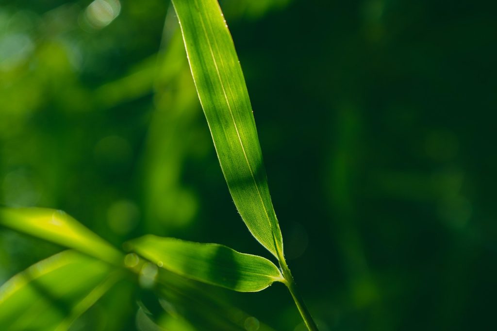 圖：Pixabay