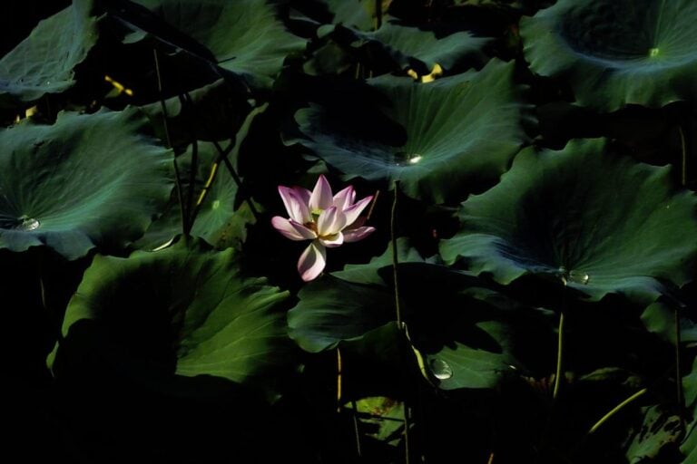 圖:Pixabay